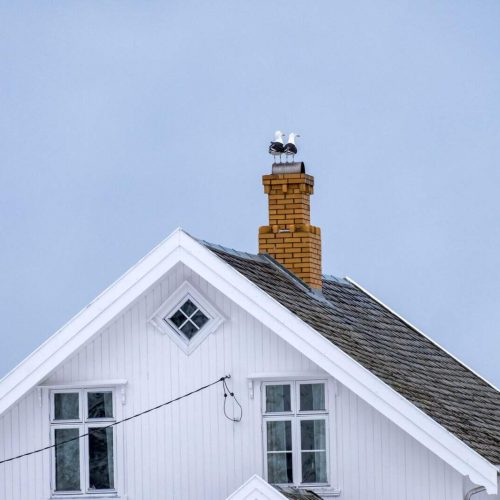 Seagull birds standing on chimney brick rooftop
